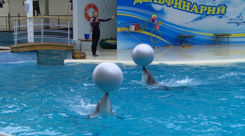 Фото Коктебельский дельфинарий - вид 8