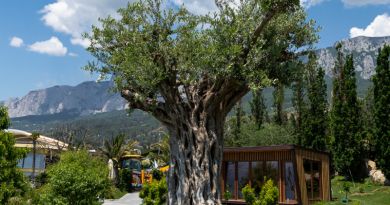 Тур Мечты (Mriya resort - Японский сад, Винный парк) - Форосский парк - фото 9