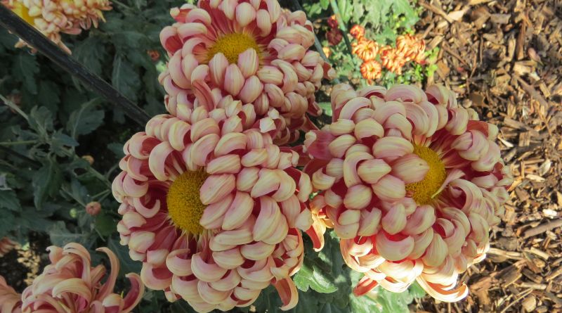Фото 73-й по счёту Бал хризантем в НБС - вид 2